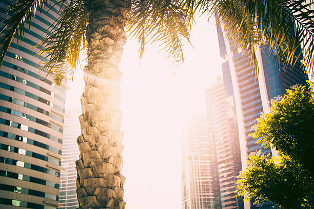 Skyscrapers and palm trees under the Dubai sun, symbolizing the city's rental apartment options.